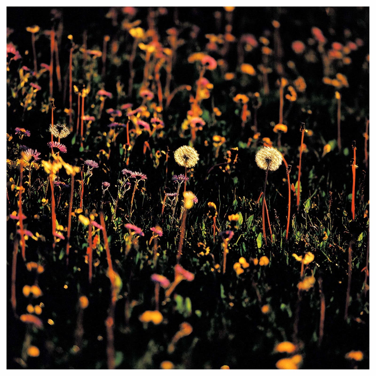 Highland wildflowers at dusk