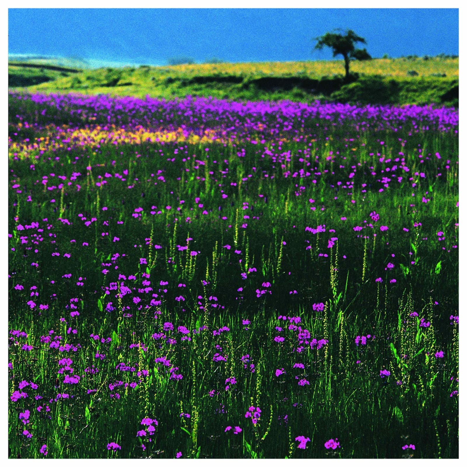 Purple wildflower field with lone tree